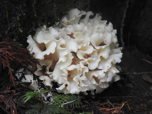 Western Cauliflower Mushroom (Sparassis radicata), photo