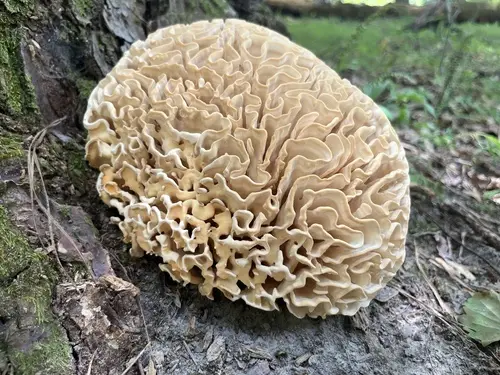 Eastern Cauliflower Mushroom (Sparassis spathulata), photo
