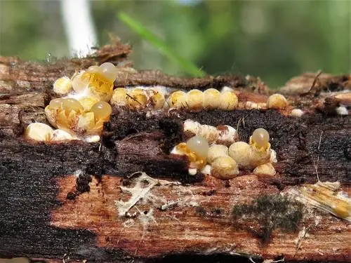 Cannon Fungus (Sphaerobolus stellatus), photo