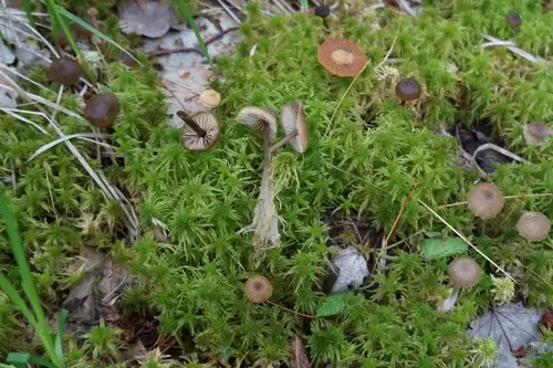 Moss Murderer (Sphagnurus paluster), photo