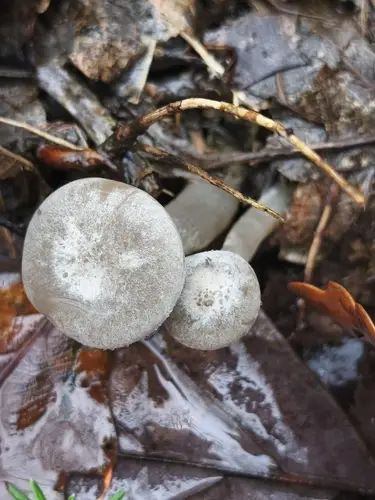 Dapper Funnel (Spodocybe trulliformis), photo