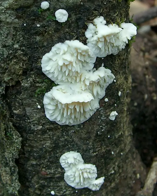 Spongipellis unicolor (Spongipellis unicolor), photo