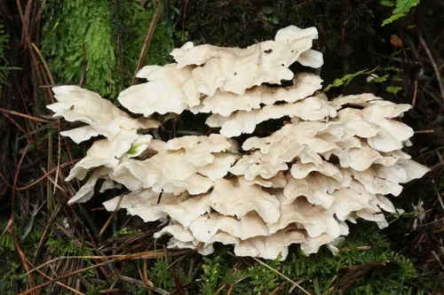 Flowery Spongepore (Spongiporus floriformis), photo