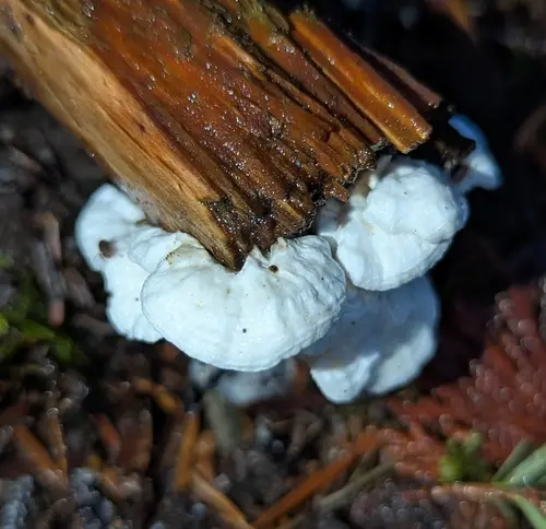 Delicate Spongepore (Spongiporus perdelicatus), photo