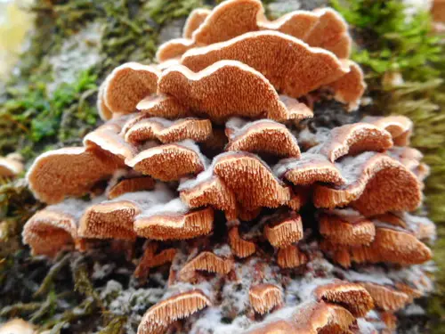 Steccherinum bourdotii (Steccherinum bourdotii), photo