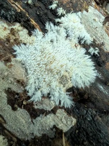 Steccherinum ciliolatum (Steccherinum ciliolatum), photo