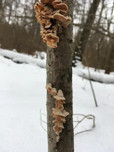 Ochre Spreading Tooth (Steccherinum ochraceum), photo
