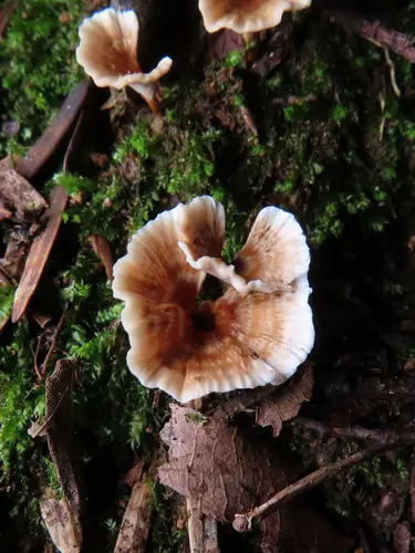 Stereopsis burtiana (Stereopsis burtiana), photo