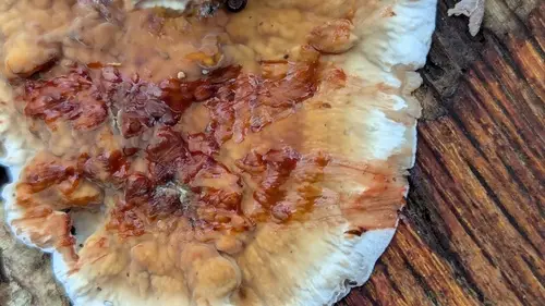 Bleeding Oak Crust (Stereum gausapatum), photo