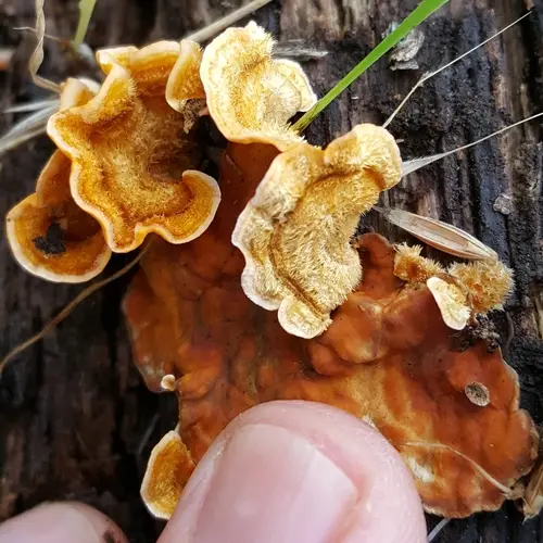 Hairy Curtain Crust (Stereum hirsutum), photo