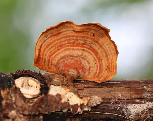 False Turkeytail (Stereum lobatum), photo