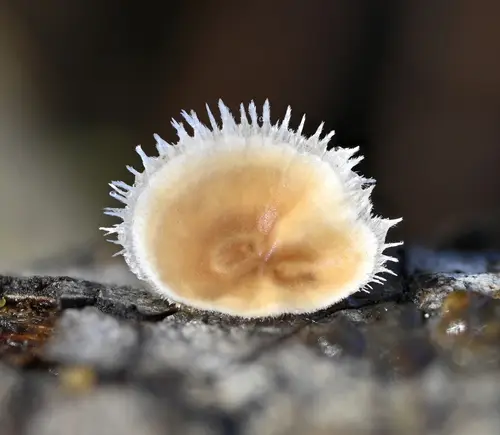 Stereum ochraceoflavum (Stereum ochraceoflavum), photo