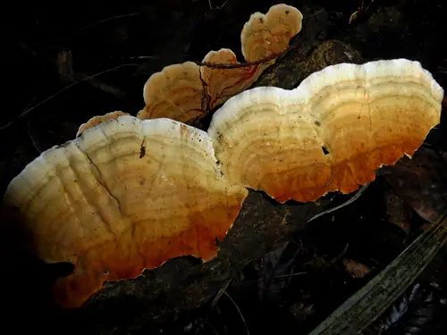 False Turkey-Tail (Stereum ostrea), photo