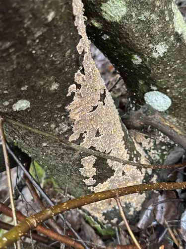 Bleeding Broadleaf Crust (Stereum rugosum), photo