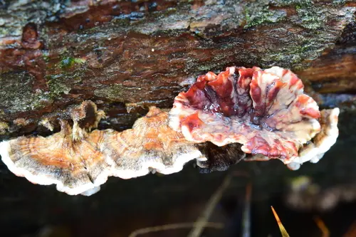 Bleeding Conifer Crust (Stereum sanguinolentum), photo