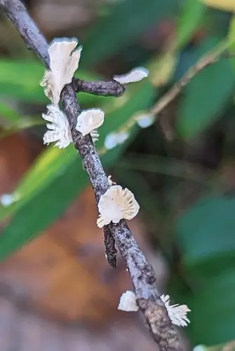 Silky Parchment (Stereum striatum), photo