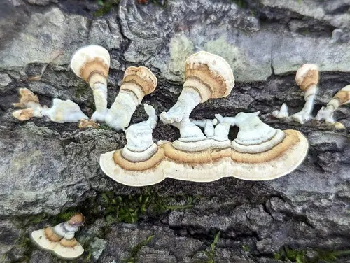 Yellowing Curtain Crust (Stereum subtomentosum), photo
