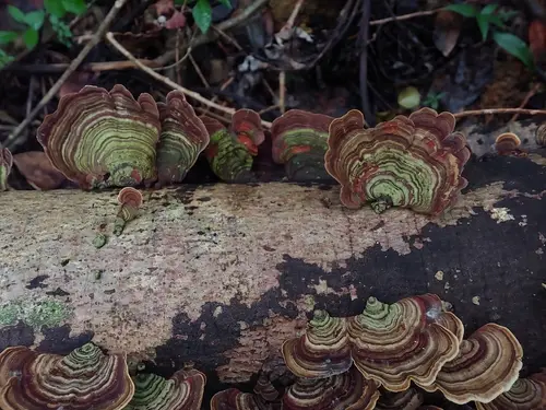 Stereum versicolor (Stereum versicolor), photo