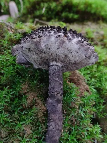Strobilomyces confusus (Strobilomyces confusus), photo