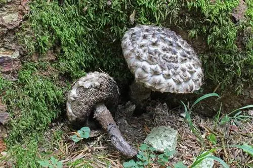Old Man Of The Woods (Strobilomyces strobilaceus), photo