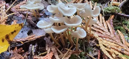 Strobilurus albipilatus (Strobilurus albipilatus), photo