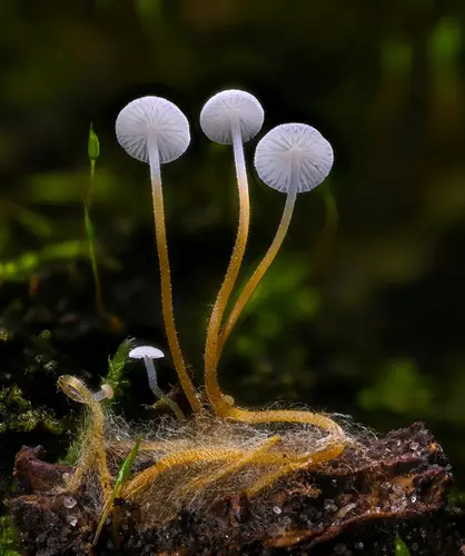 Magnolia-Cone Mushroom (Strobilurus conigenoides), photo