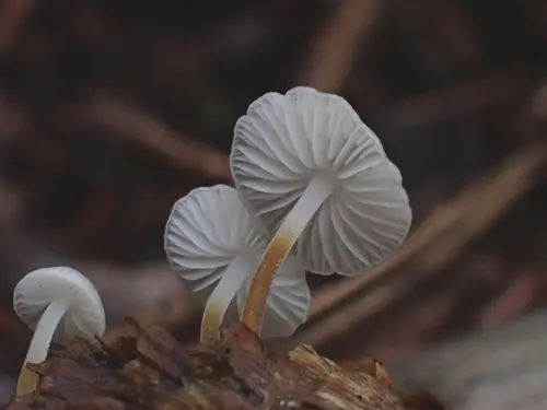 Spruce Conesprout (Strobilurus occidentalis), photo