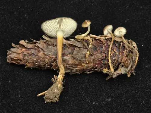 Fir-Cone Mushroom (Strobilurus trullisatus), photo