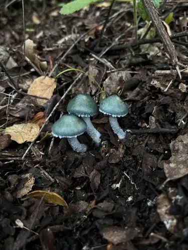 Verdigris Agaric (Stropharia aeruginosa), photo