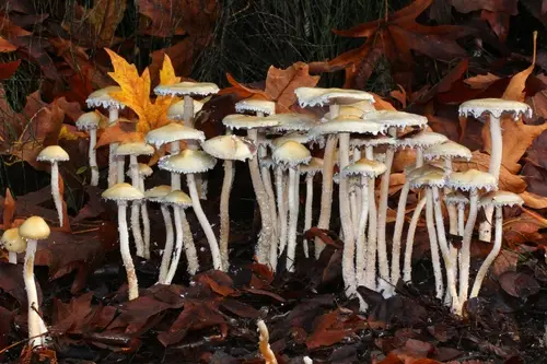 Questionable Stropharia (Stropharia ambigua), photo
