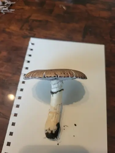 Garland Roundhead (Stropharia coronilla), photo