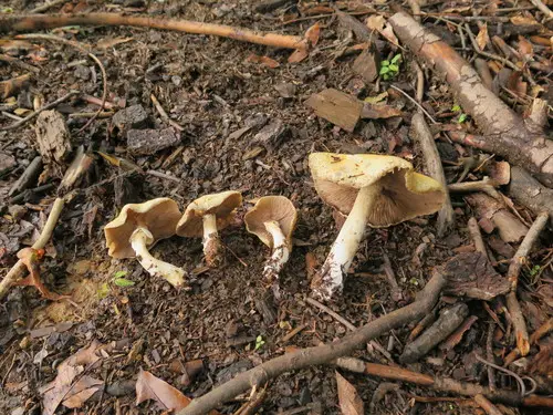 Hard's Stropharia (Stropharia hardii), photo
