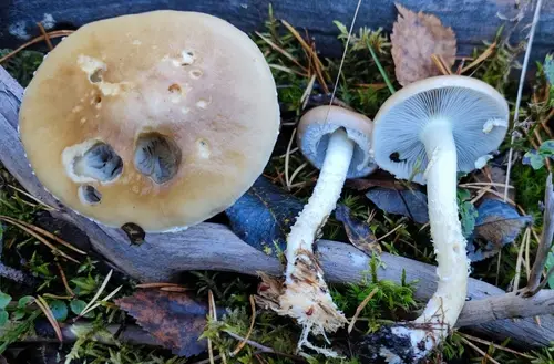 Conifer Roundhead (Stropharia hornemannii), photo