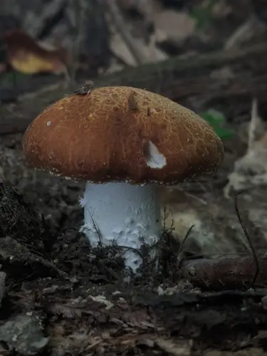 Stropharia kauffmanii (Stropharia kauffmanii), photo