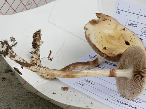 Stropharia melanosperma (Stropharia melanosperma), photo