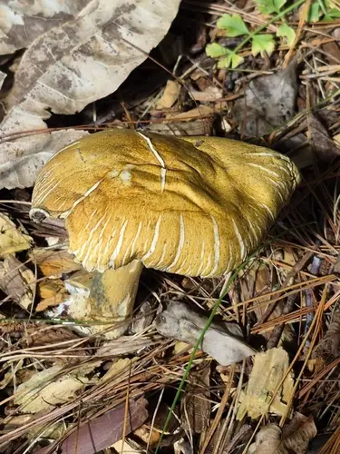 Wine Roundhead (Stropharia rugosoannulata), photo