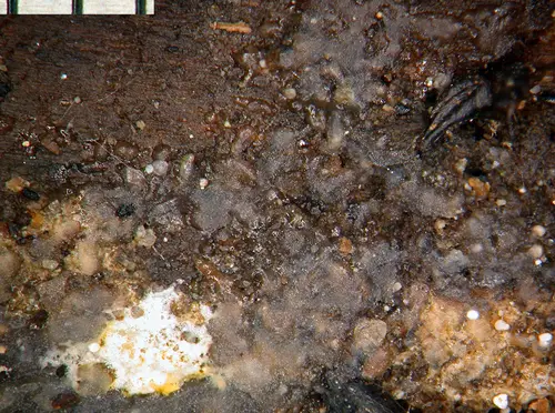 Stypella grilletii (Stypella grilletii), photo