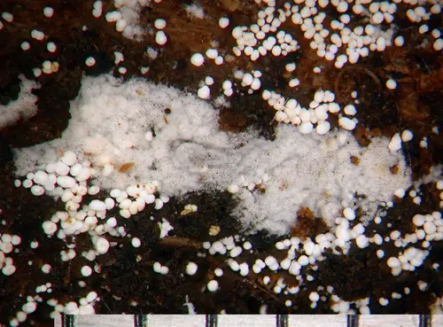 Subulicystidium longisporum (Subulicystidium longisporum), photo
