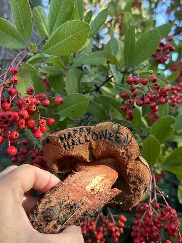 Liver Bolete (Suillellus amygdalinus), photo