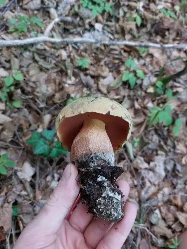 Kovara (Suillellus luridus), photo