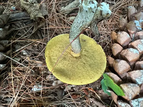 Sour Cap Suillus (Suillus acidus), photo