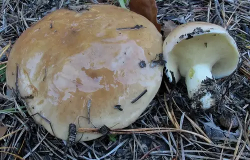 Short-Stalked Suillus (Suillus brevipes), photo