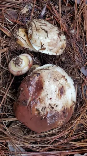 Suillus brunnescens (Suillus brunnescens), photo