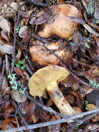 Blue-Staining Suillus (Suillus caerulescens), photo