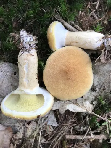 Hollow Bolete (Suillus cavipes), photo