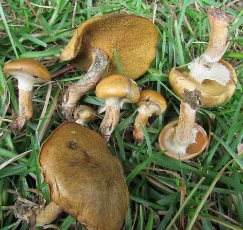 Suillus cothurnatus (Suillus cothurnatus), photo