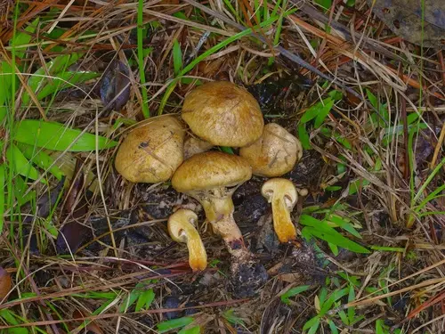 Deceptive Jack (Suillus decipiens), photo