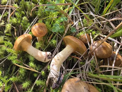Jellied Bolete (Suillus flavidus), photo
