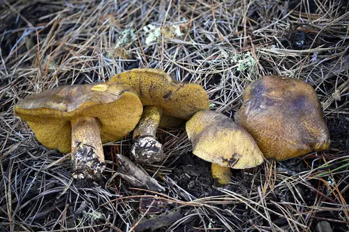 Poor Man's Slippery Jack (Suillus fuscotomentosus), photo