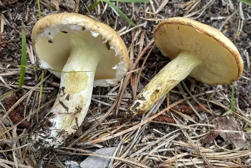 Suillus glandulosipes (Suillus glandulosipes), photo